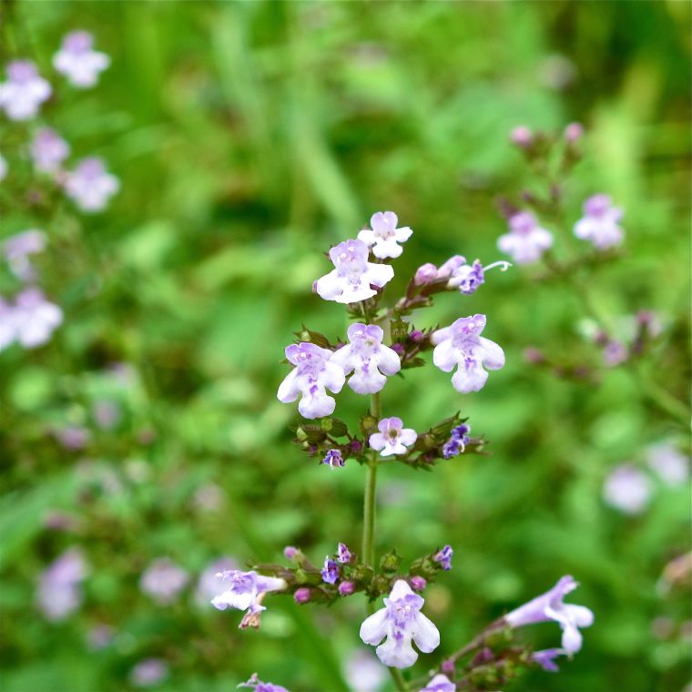 Nepitella- [catmint]