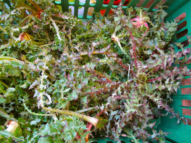 Market Day Certaldo- Edible Weeds- Cicerbita